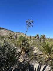 Yucca elata