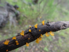 Calocera australis