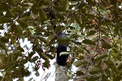 Callosciurus prevostii pluto