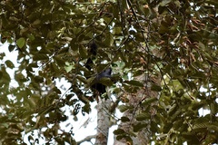 Callosciurus prevostii pluto