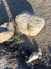 Sceloporus uniformis