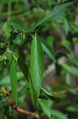 Salix lutea