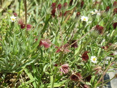 Noticastrum diffusum