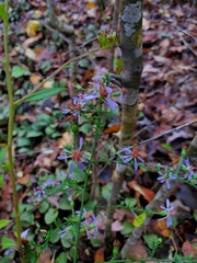 Symphyotrichum laeve concinnum