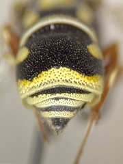 Stenodynerus toas