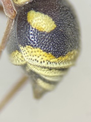 Stenodynerus toas