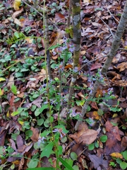 Symphyotrichum laeve concinnum