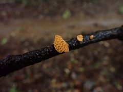 Favolaschia calocera