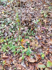 Symphyotrichum laeve concinnum