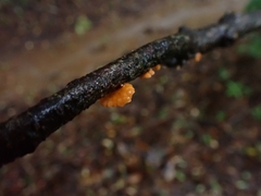 Favolaschia calocera
