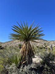 Yucca carnerosana