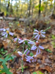 Symphyotrichum laeve concinnum