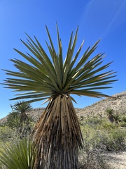 Yucca carnerosana
