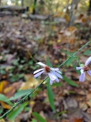 Symphyotrichum laeve concinnum