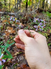 Symphyotrichum laeve concinnum