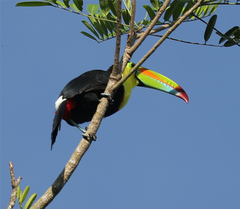 Ramphastos sulfuratus