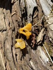 Dacrymycetaceae