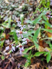 Symphyotrichum laeve concinnum
