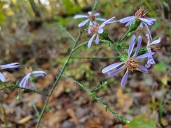 Symphyotrichum laeve concinnum