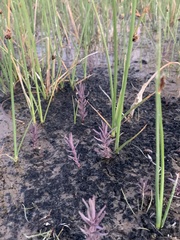 Chloropyron tecopense