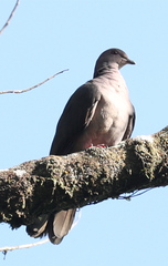 Patagioenas subvinacea