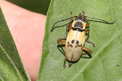 Chauliognathus flavipes