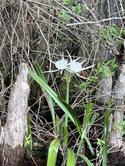 Hymenocallis
