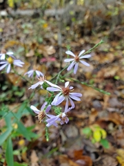 Symphyotrichum laeve concinnum