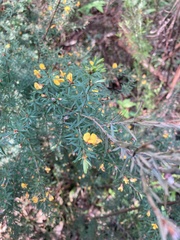 Pultenaea juniperina