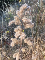 Phacelia imbricata imbricata