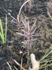 Chloropyron tecopense