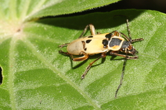 Chauliognathus flavipes