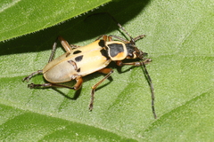 Chauliognathus flavipes
