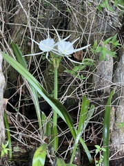 Hymenocallis