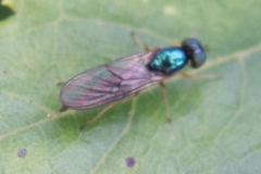 Sarginae