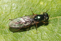 Sarginae
