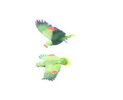 Amazona autumnalis salvini