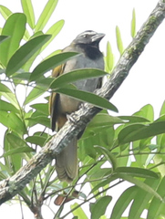 Saltator maximus