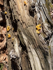 Dacrymycetaceae