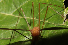 Microtipula