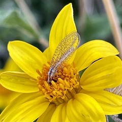Eremochrysa punctinervis