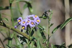Solanum crispum