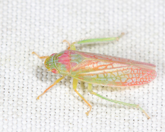 Gyponana octolineata