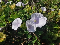 Jacquemontia pringlei