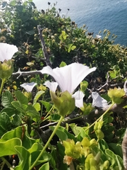 Jacquemontia pringlei