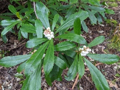 Anopterus glandulosus