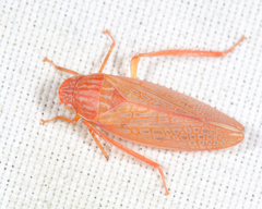 Gyponana gladia