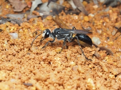 Sphex argentatus