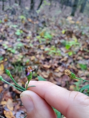 Symphyotrichum laeve concinnum