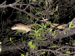 Dactylocnemis pacificus